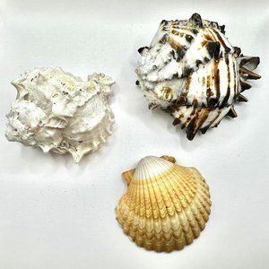 Set of  2 Murex Seashells and 1 Clam shell Ocean Beach Nautical